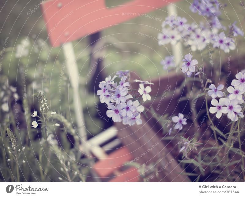 jump in a box Nature Spring Plant Flower Garden Growth Delicate Elegant Violet Presentation Garden chair Subdued colour Exterior shot Detail Deserted