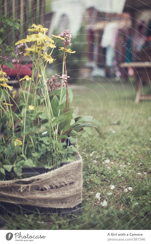 kick me about a bit Nature Plant Spring Flower Blossom Pot plant Garden Park Blossoming Growth Friendliness Yellow Untidy Sack Edge Subdued colour Exterior shot