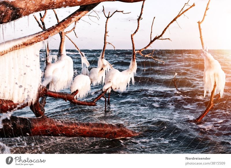 Iced deadwood at the Baltic Sea Back-light Sunbeam Sunlight Light (Natural Phenomenon) Day Evening Reflection Copy Space right Deserted Colour photo