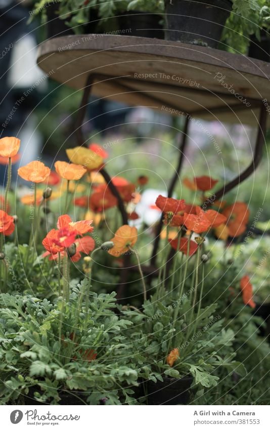 living a sheltered life Nature Plant Spring Beautiful weather Flower Blossom Pot plant Iceland poppy Garden Blossoming Growth Friendliness Happiness