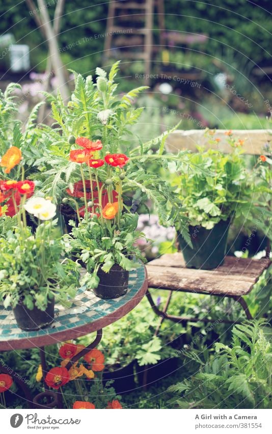 On the presenter's plate Nature Plant Spring Beautiful weather Flower Iceland poppy Herb garden Blossoming Growth Happiness Fresh Multicoloured Yellow Orange