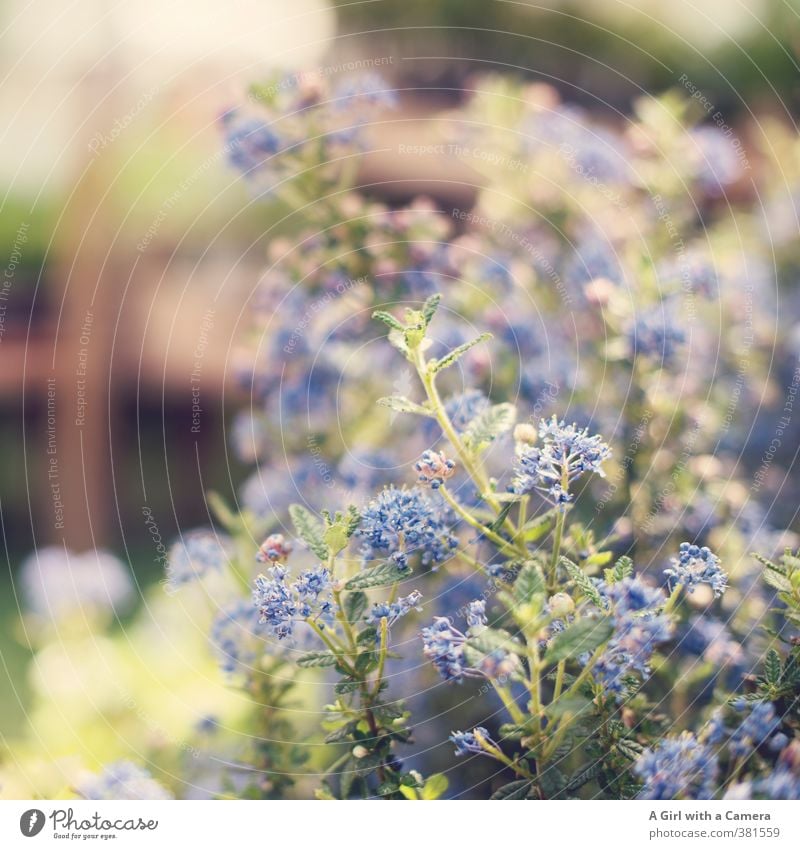 strange color blue Nature Plant Spring Beautiful weather Flower Blossom Pot plant Garden Blossoming Growth Happiness Fresh Blue Exterior shot Detail Deserted