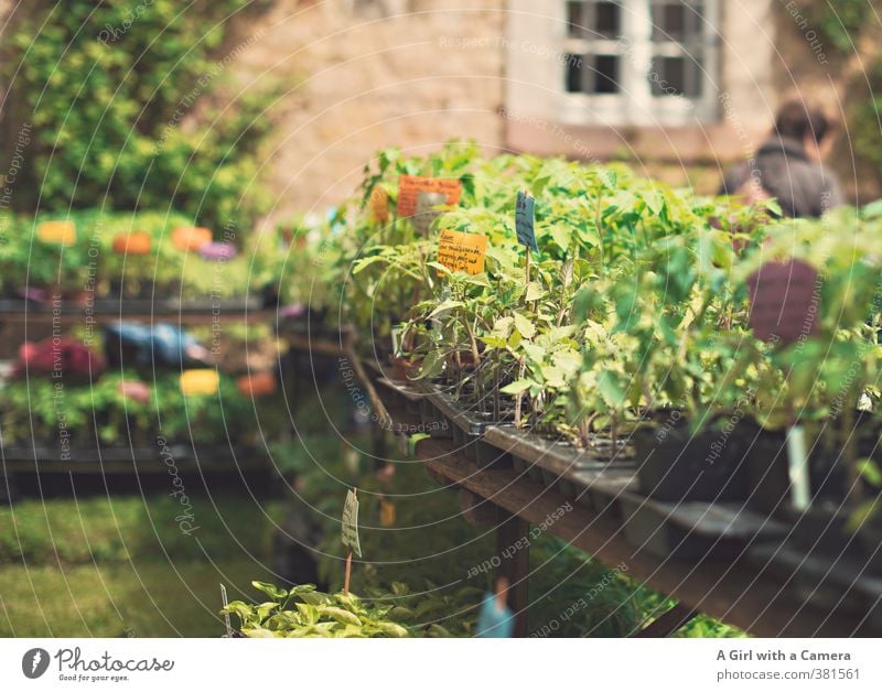 on display at the flower show Nature Plant Spring Beautiful weather Agricultural crop Pot plant Herbs and spices Vegetable garden Multicoloured Sell Table Offer