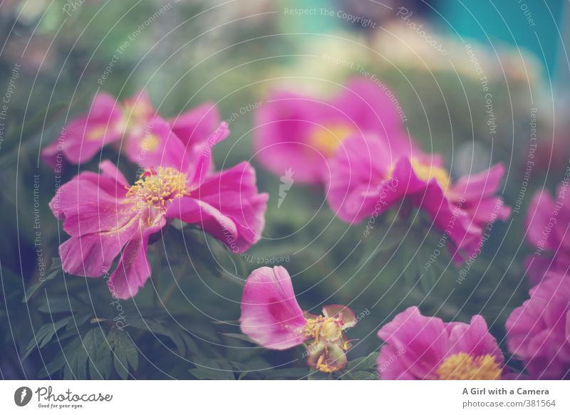 *I* Nature Plant Spring Flower Pot plant Garden Blossoming Pink Embellish Together Subdued colour Exterior shot Close-up Deserted Shallow depth of field