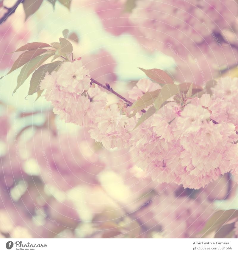 vintage spring Nature Plant Spring Tree Blossom Garden Park Blossoming Beautiful Natural Feminine Soft Pink Splendid Cherry blossom Subdued colour Exterior shot