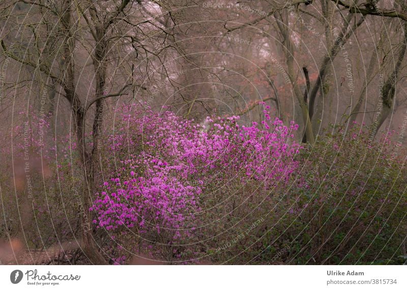 Spring awakening - Azaleas blossom in March - Pink blossoms make you long for spring in the still dreary garden Rhododendrom Garden Mystic Gloomy spot of colour