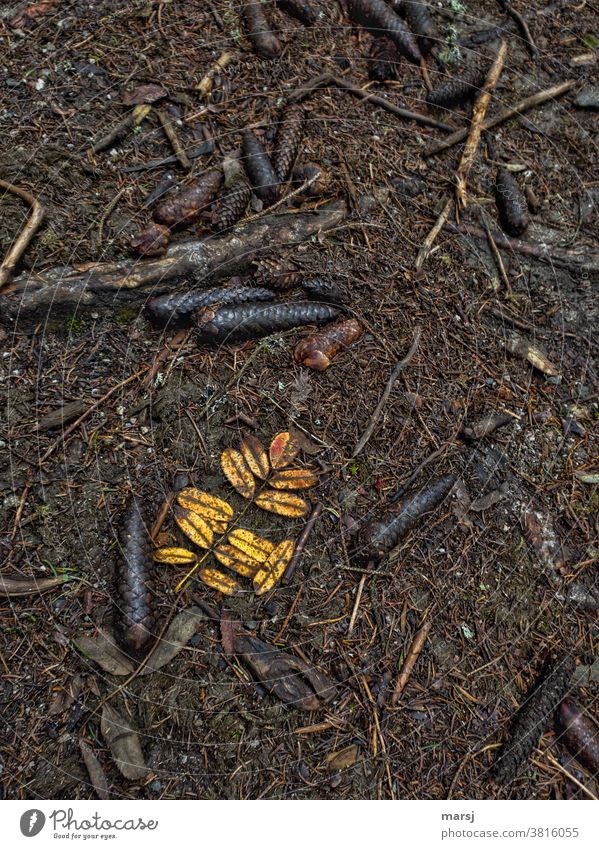 Autumn leaves of the rowan tree on the forest floor in the middle of spruce cones Spruce cone Nature Brown Colour photo Subdued colour Contrast Natural color