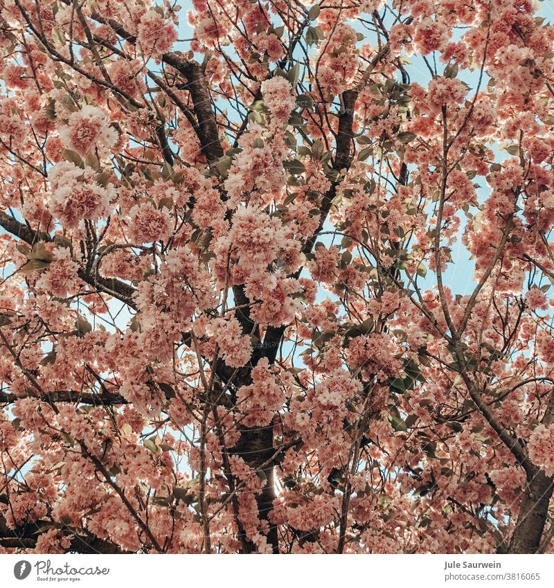 Spring: pink flowers on the tree #Spring #tree #bloom #pink #branches #nature