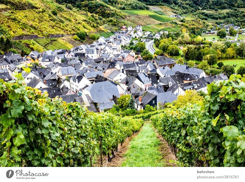 house wine II Hunsrück Moselle valley Sunlight Mosel (wine-growing area) River bank Idyll tranquillity Wine growing Rhineland-Palatinate vine Vine