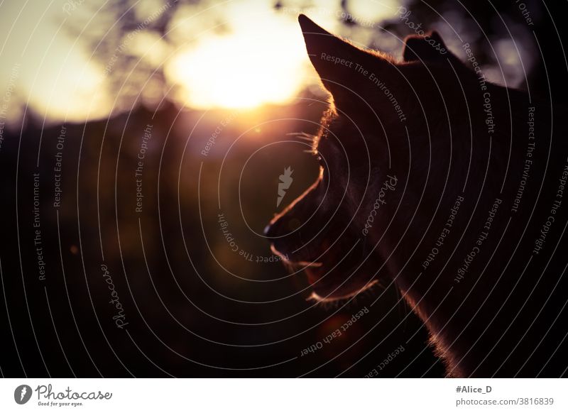 Dog portrait silhouette in sunset light Face Silhouette Sunlight Sunset Dark Animal dogs pets portraits Nature Light (Natural Phenomenon)