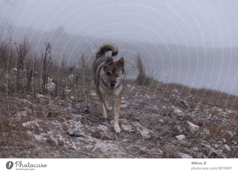 Wolf in a barren foggy landscape Dog Walking Alsatian European Wolf hybrid Dog breeds sparse fauna Kargesland Fog Morning Morning fog Lakeside Hiking