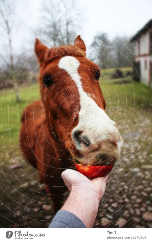 a hand feeds a horse with a red apple Horse Apple Hand Poland mare Ranch Farm Animal Exterior shot To feed Feeding Winter Courtyard Mammal