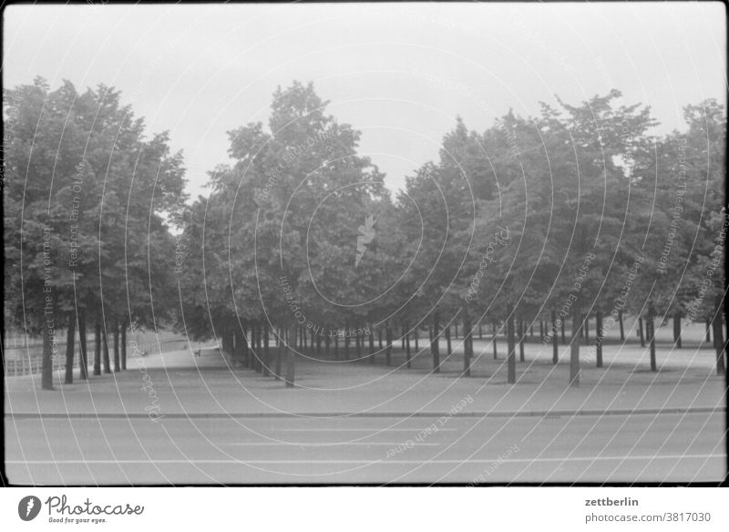 pleasure garden, Berlin Pleasure garden Tree Row Row of trees Horticulture Park green witness house Berlin Cathedral old museum center Middle City centre