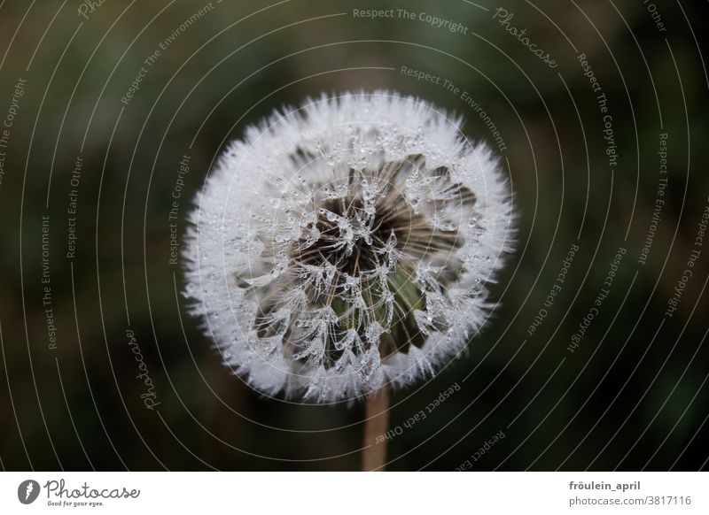 rope to blow Dandelion dandelion Flower Plant White Dew Water Drop Nature Close-up Spring Sámen Detail Exterior shot Colour photo Wild plant Blossom naturally