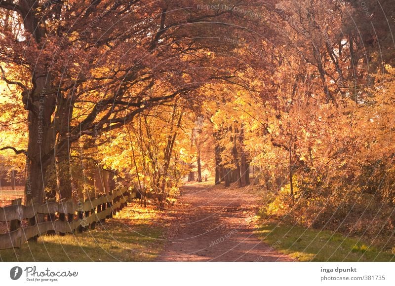 autumn walk Environment Nature Landscape Autumn Beautiful weather Plant Tree Autumnal colours Autumn leaves Autumnal landscape Forest Illuminate Fresh Natural