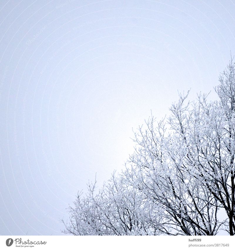 Hoarfrost on branches of a tree Snow crystal Twig Freeze Ice crystal Branch Frozen White Cold Winter ice and snow Frost Hoar frost Plant Fog Bad weather Wet