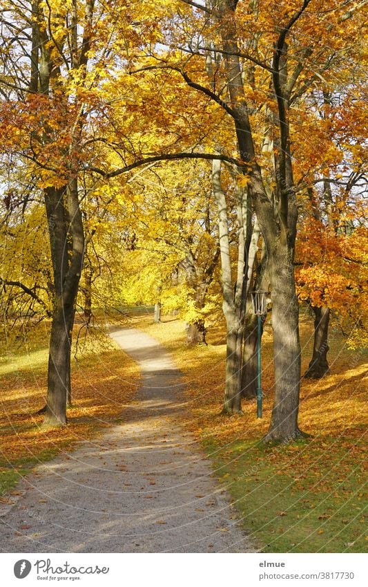 Way through a park with autumnally colored deciduous trees and leaves on the meadow and a street lamp - golden October Autumn Park off golden october