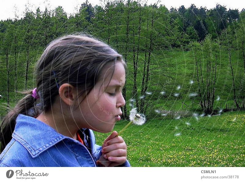 dandelion Dandelion Girl Spring Nature Landscape