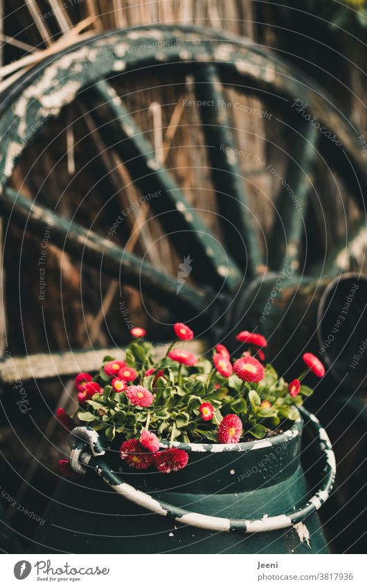 An old milk churn with a pink flower - in the background an old wooden wagon wheel Milk churn Flower Farm can Old Summer Decoration Green Plant Alpine pasture