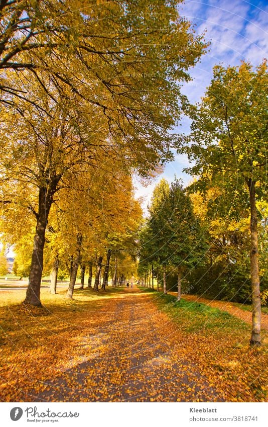 When leaves are dancing from the trees and nature is wrapped in golden colours - then autumn is Autumn Way with leaves autumnal background