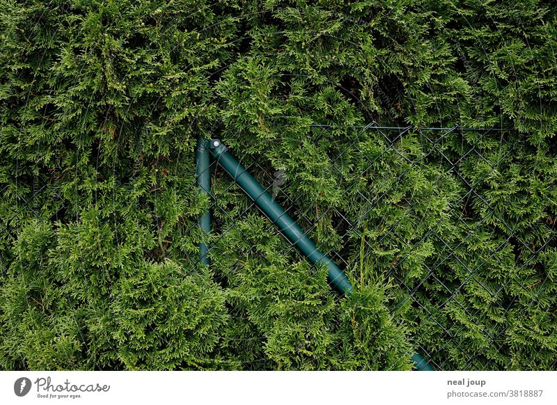 Green wire mesh fence overgrown by hedge Nature Plant Hedge Fence neighbourhood Neighbor wax Transience Anarchy Arrangement square Wire netting fence proximity