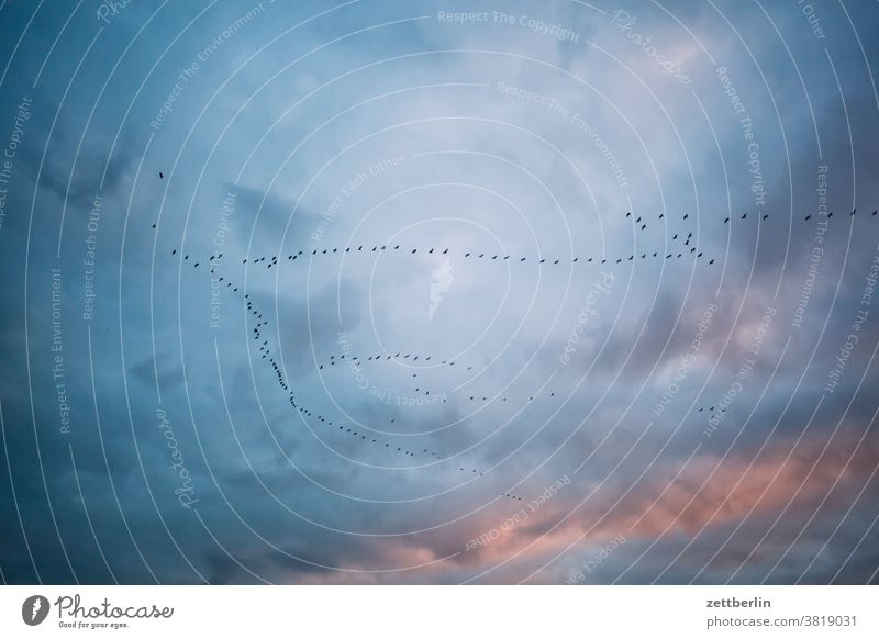 Cranes in Linum Bird Migratory bird crowd shoofy Flying Chain wintering grounds flight formation Sky cloud Weather Twilight Evening Sunset drama Dramatic