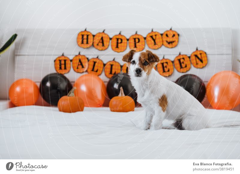 cute jack russell dog at home. Halloween background decoration halloween indoors balloons bedroom house lovely pet nobody orange pumpkin diadem funny domestic