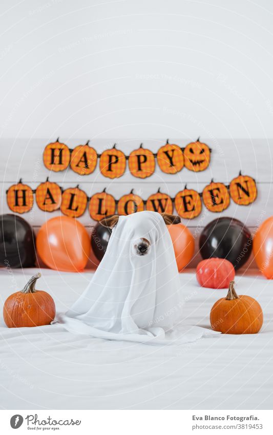 cute jack russell dog at home wearing ghost costume. Halloween background decoration halloween indoors balloons bedroom house lovely pet nobody orange pumpkin