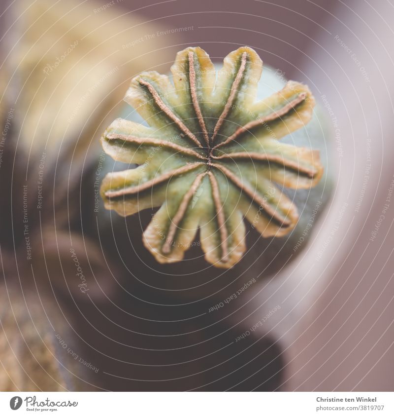 View from above of a poppy seed capsule with shallow depth of field Poppy capsule Nature Summer Shallow depth of field capsule fruit seed stand papaver Faded