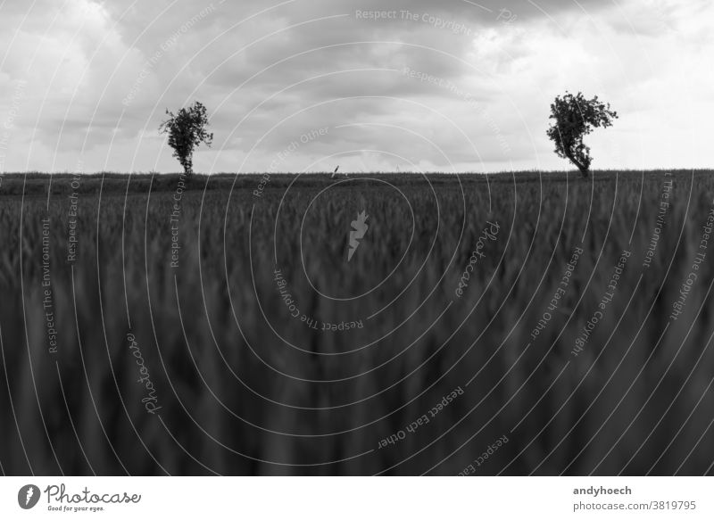 Two trees on the edge of a country road adventure agricultural Background beautiful BW car countryside destination direction drive driving empty environment