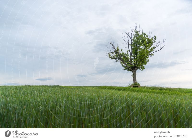 A tree with a bench and a green field with a copy space agriculture alone Background beautiful beauty clear cloud clouds cloudy country countryside day