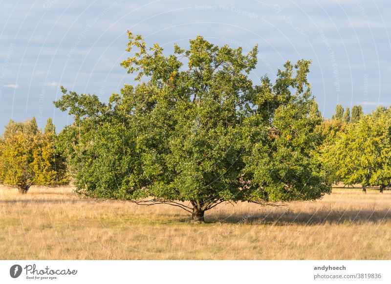 English oak in autumn on a yellow meadow autumnal Background botany branch bright colour common common oak country day daylight deciduous english english oak