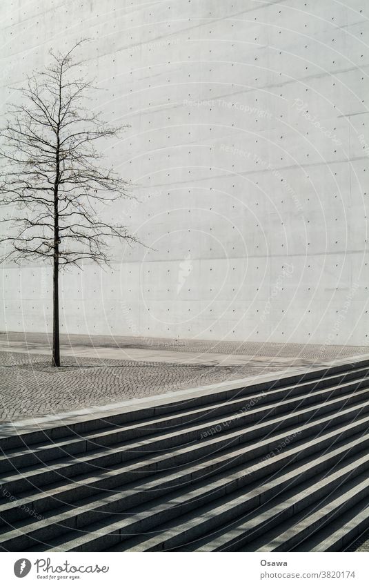 city green Tree Plant Treetop Tree trunk city tree Trunk Subsidiaries Concrete Stone Bleak Town Places Wall (building) exposed concrete Gloomy Gray texture