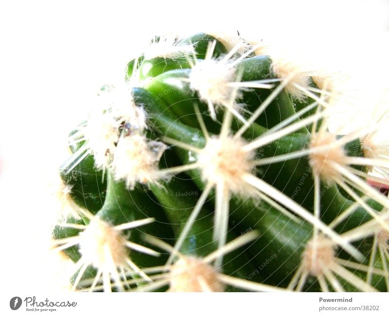 Pointed cactus green cactus Illumination from behind pointed and prickly