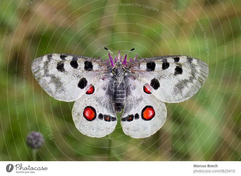 Apollofalter, Parnassius apollo, mountain Apollo Bluete Mountain Apollo Nahrungsaufnahme apollofalter augen bestaeuben bestaeubung bloom polling edelfalter food