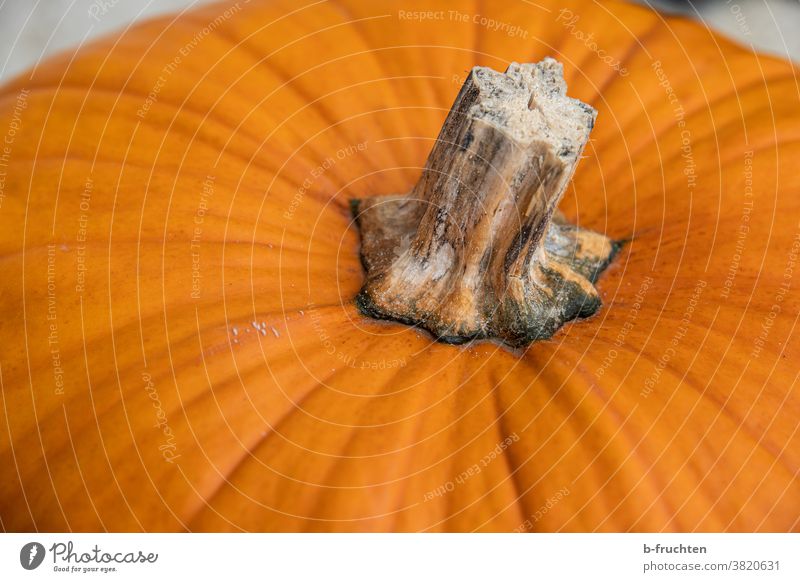 Halloween pumpkin in detail Pumpkin time Orange Autumn Hallowe'en Vegetable Vegetarian diet Pumpkin plants Detail detailed view