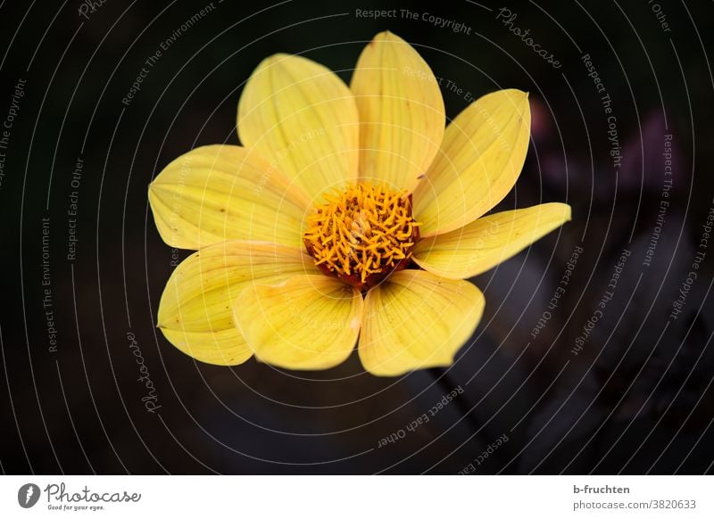 yellow blossom Flower Blossom Yellow Plant Close-up Macro (Extreme close-up) Nature Detail Blossom leave Blossoming pretty