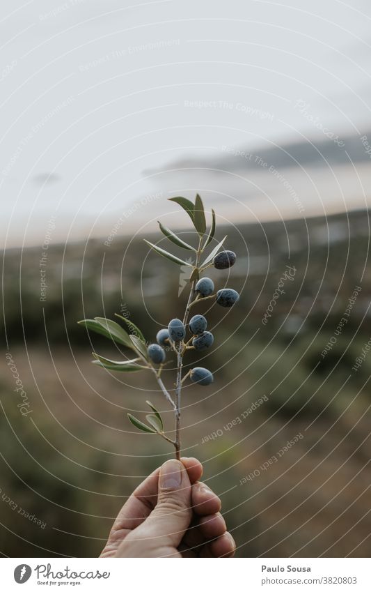 Hand holding olive sprig Olive Olive tree Olive leaf Autumn Mediterranean Green Olive oil Olive grove Day Tree Nature Deserted Colour photo Exterior shot