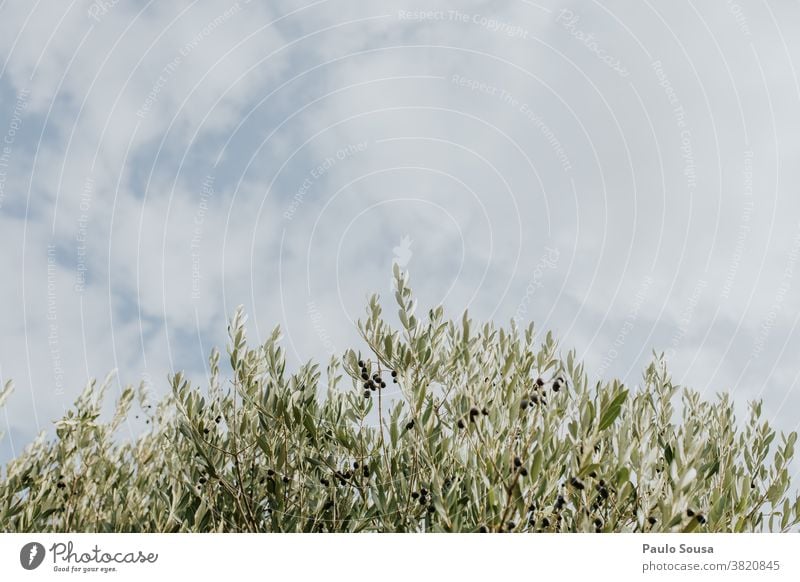 Black olives on tree branch against the sky Olive Olive oil Olive tree Olive leaf Tree Copy Space Copy Space bottom Green Olive harvest Plant Day Olive grove