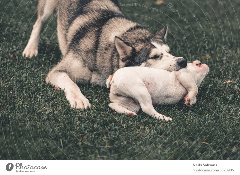 Siberian husky and French bulldog puppy playing in garden siberian husky malamut french bulldog bite biting Dog Husky White Animal Exterior shot Pet Sled dog