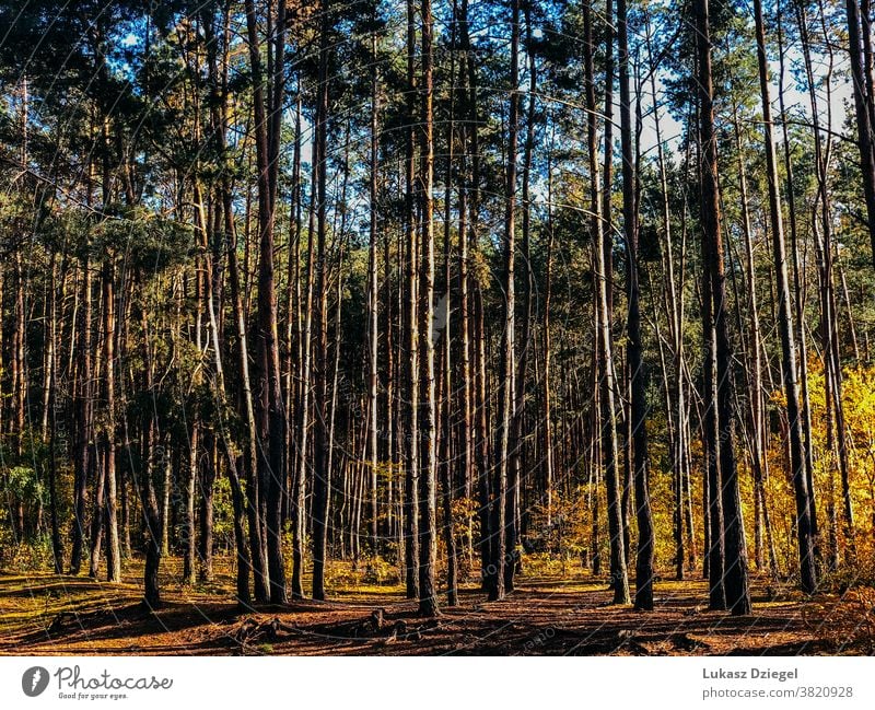 Forest on a sunny day landscape background environment outdoor nature natural forest summer trees wood ecology vacation holiday tourism natures beauty