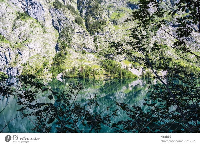 View of the Obersee in Berchtesgadener Land Lake Obersee Tree Alps mountain Berchtesgaden Country Bavaria Rock Forest Landscape Nature Tourist Attraction Green