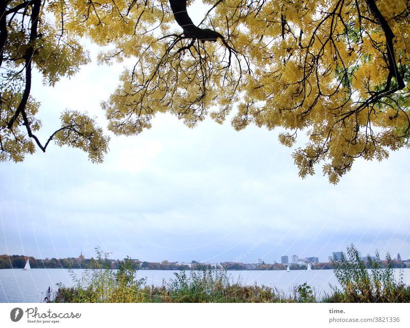 Nature cinema Autumn foliage Autumnal colours Branch Autumn leaves Horizon Skyline Escarpment reed bank Lakeside Tree Sailboat Ash-tree Yellow