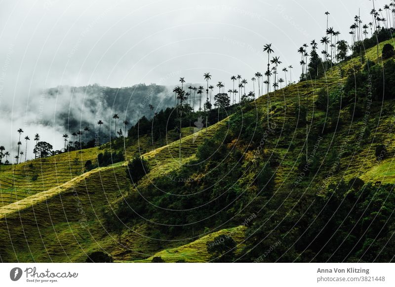 Cocora Valley - palm trees in the clouds palms Clouds Green Colombia cocora valley wax palms tropics Tropical vibrant green travel South American plants