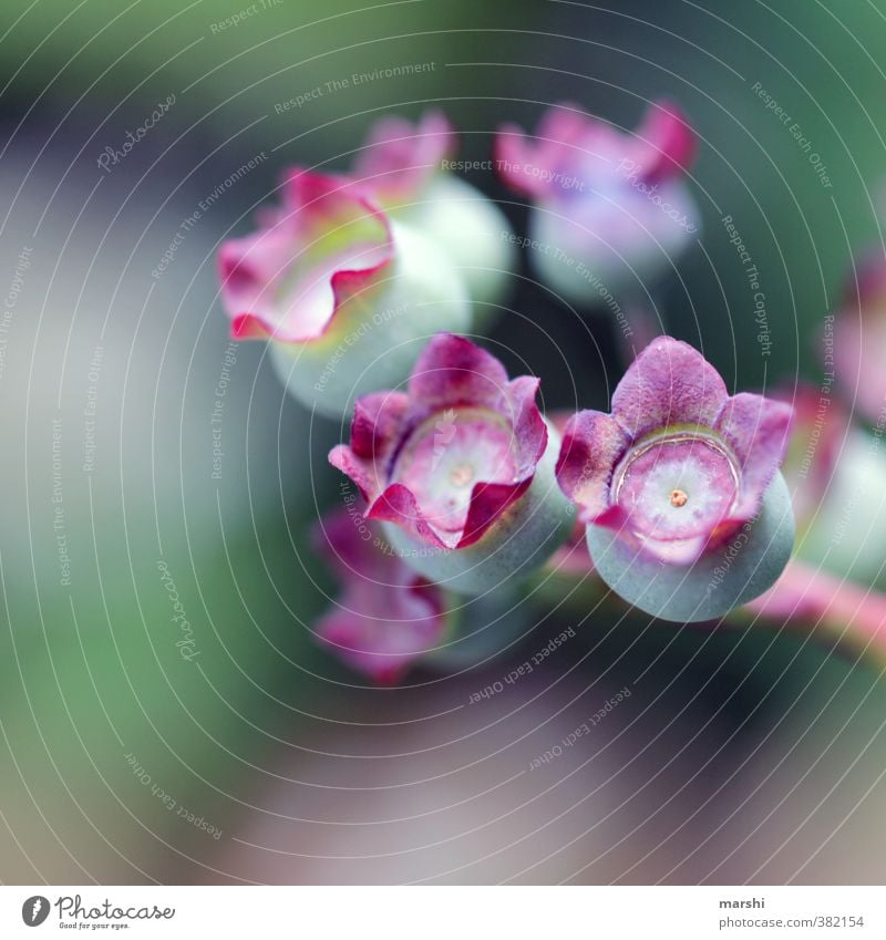 soon there will be blueberries Nature Plant Bushes Violet Blueberry Shallow depth of field Fruit Berries Colour photo Exterior shot Close-up Detail