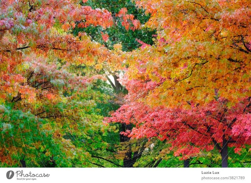 Bright autumn: looking up into trees with colourful autumn leaves Autumn Autumnal Autumn leaves Maple tree variegated luminescent Green Yellow Red Orange