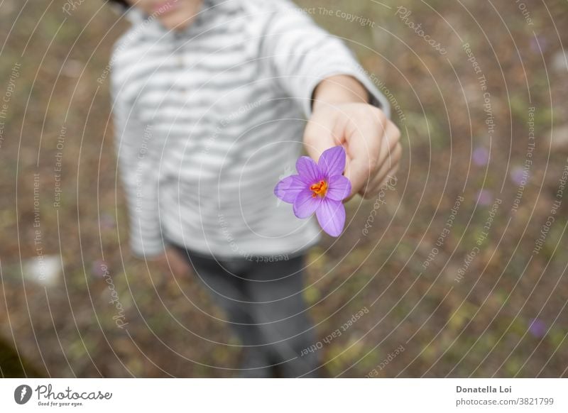 Child holding purple crocus autumn autumn crocus beautiful beauty bloom blooming blossom blurred botanic botanical botany bulb bulbs child childhood close up