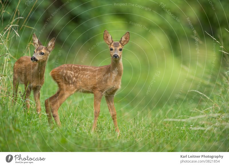 fawn vienna wildlife grÃ¼en Viennese wilderness urban nature Brown Grass sÃ¼ÃŸ Cute karl leitner animal European meadow grass Wild Light Roe deer Cemetery