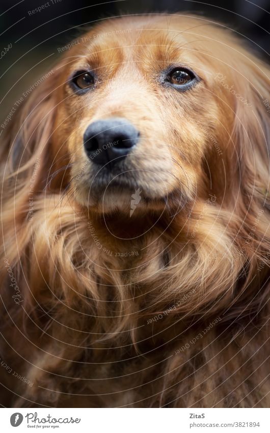 Portrait of a long haired dachshund male dog cute sausage dog doggy pup puppy canine fur furry brown pet animal breed pooch loyal domestic portrait closeup