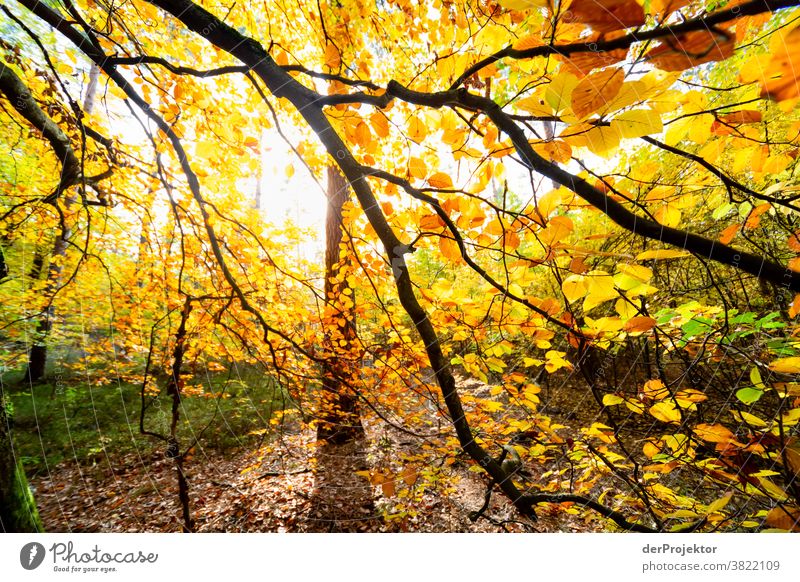 Beech with coloured leaves against the light Deep depth of field Sunbeam Sunlight Contrast Shadow Day Light Copy Space bottom Copy Space left Copy Space right